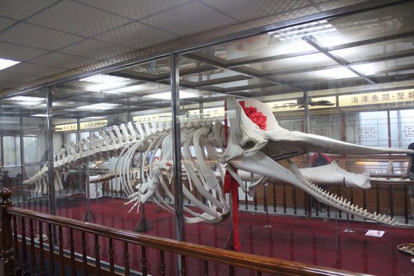 抹香鯨博物館
